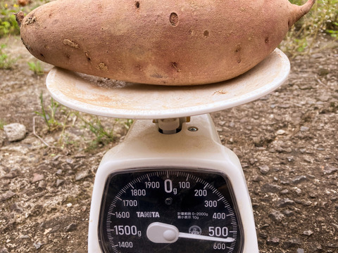 自然栽培〈べにはるか〉大分県産さつまいも 　Ｌサイズ5kg