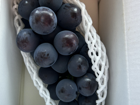 わたしにご褒美！甲斐キング（ご自分用600g）