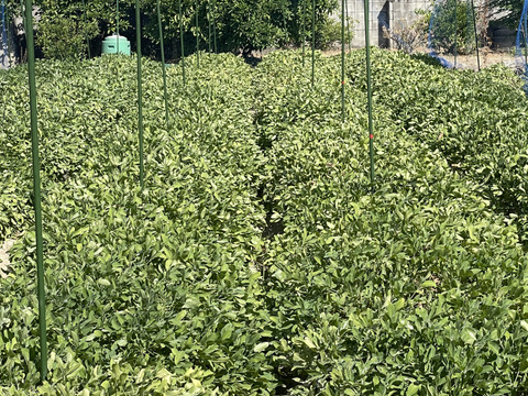 【新商品】　鮮度抜群　掘りたて葉付き生落花生(おおまさり)
5ｋｇ　地域限定（名古屋市、知多半島限定）