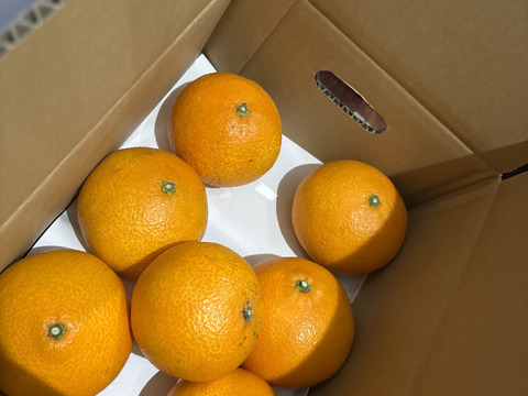 《豊作割引》【家庭用】まどんな 2kg みんなトリコになる“”プルプル“”新食感♡高級柑橘♫愛媛みかん！【冬ギフト】