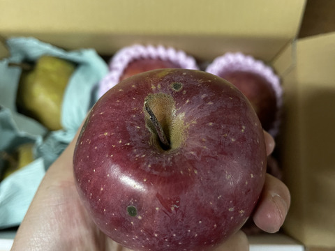 太陽の光を浴びた☆B級品サンふじ☆家庭用企画