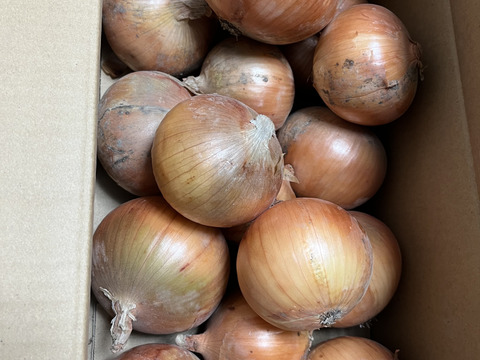 旬の淡路島玉ねぎ！5キロM～2L