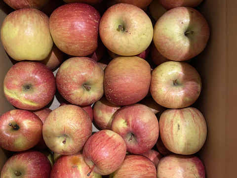 【新春セール🎍今だけ300円OFF!!】スムージーやお菓子作りにたっぷり10kg🍎加工用りんご 農薬50%減・化学肥料不使用✨青森県特別栽培認証