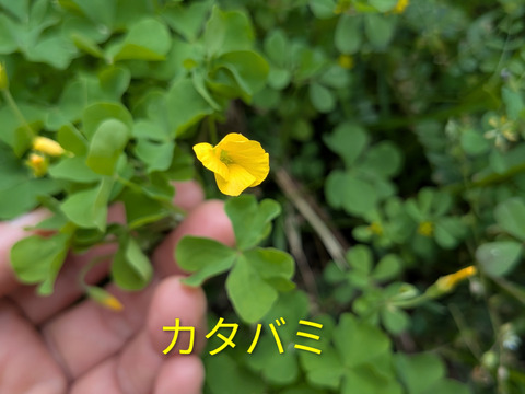 春先の柔らかなおまかせ野草セット🌿カラスノエンドウ、スギナ、ヨモギ、ハコベ、オオバコ、オオイヌフグリ、コツブツメクサ、カタバミ、その他 ※タイミングによって変化します※不用な野草はご連絡ください