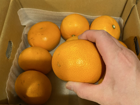 柑橘の大トロ【せとか 2kg】～とろける濃厚果実～ 家庭用