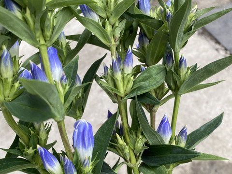 パステル　リンドウ　りんどう　10本　クール便