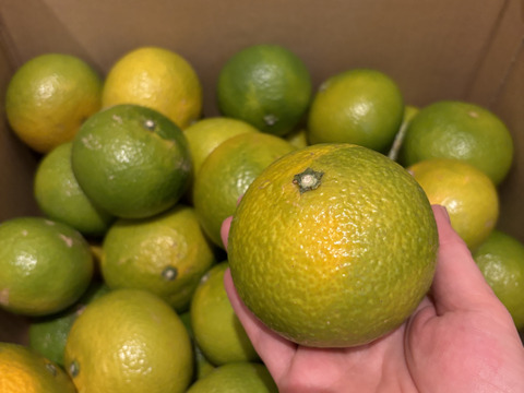 完熟スイートスプリング大小混合約8K
外観からは想像もできない手もベタつく甘さです♪ 昨年多くのお客様に買っていただきました。