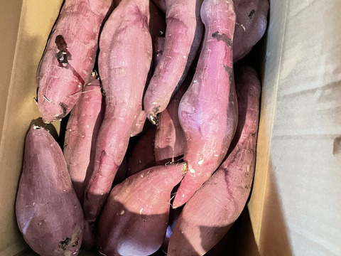 訳あり！熟成紅はるか　10kg  さつまいも