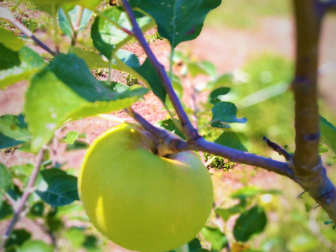 【２箱限定】クッキングアップル「ブラムリー」超貴重な超低農薬りんご！！（12玉）