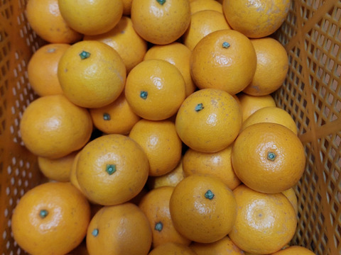 木成り八朔『小玉』8.5kg（箱込）