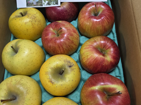 どっちがお好き？？当園人気ナンバー1企画「信州オリジナル林檎食べ比べ」　　お徳用シナノスイート＆シナノゴールド　
訳あり家庭用3キロ中玉　ハーフ＆ハーフコース (10個から12個前後）