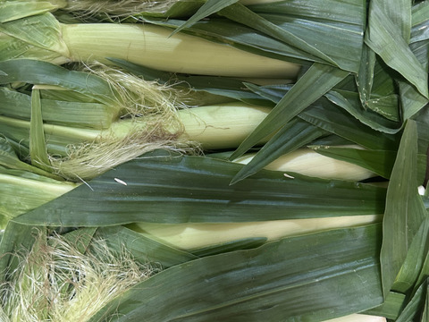 🌽【期間限定】白とうもろこしのヒゲまで美味しいヤングコーン25本 🌽