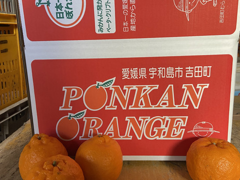 今津ポンカン発祥の地！サンプル糖度１１～１５度、ひとつで満足【おおだま】今津ポンカン４．５ｋｇ