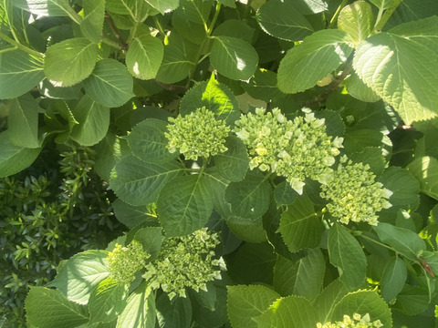 【生花（3本〜5本）】アジサイ・花束・プレゼント可能！もふもふのアジサイ（紫陽花）！淡いブルーやグリーンが混ざった繊細な色合いがとても魅力的！