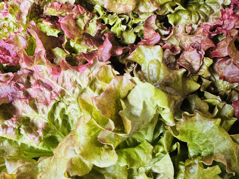 【クール便】新鮮採れたてサニーレタス4株入れてお届け‼️