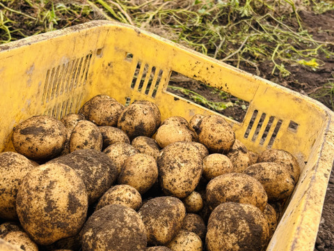 ～黄金の実力派！プロが選ぶじゃが～『雪夏稚くん』のホッカイコガネver. 10kg