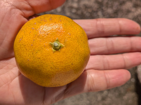 [クール冷蔵便]和歌山県橋本市産　最小限の農薬と除草剤未使用　ご家庭用小粒みかん(約10キロ箱込)4cm大のサイズ多め