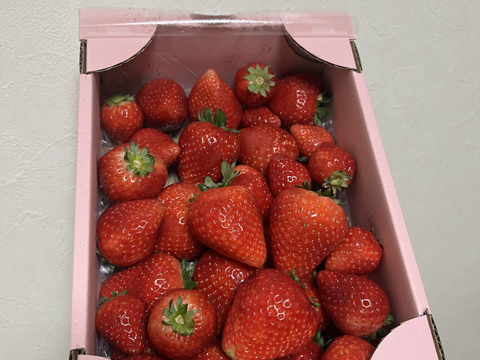 【規格外】とちあいか・たっぷり約1kg