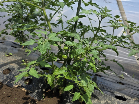 【予約販売】夏野菜おまかせセット｜ナス・キュウリ・トマトなど｜栽培期間中農薬・除草剤不使用