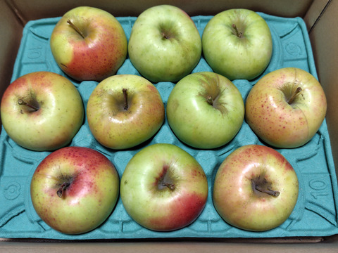 【家庭用】ぐんま名月 約2.5kg 7-14玉 甘くてジューシーな希少りんご  11月以降発送予定 #NAM0B025