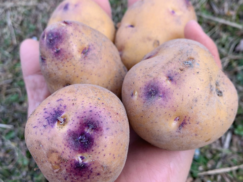 農薬化学肥料不使用‼︎今が旬！新じゃがカラフル詰め合わせ＆ローズマリー少量