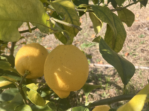 【柑橘王国愛媛県砥部町産　農薬、化学肥料、除草剤不使用レモン】5kg(ご家庭用)