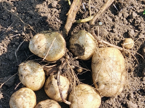 【栽培期間中　農薬不使用】ポテサラに最適！甘みとコクのホクホクじゃがいも＊デジマ＊デジマ（2kg）