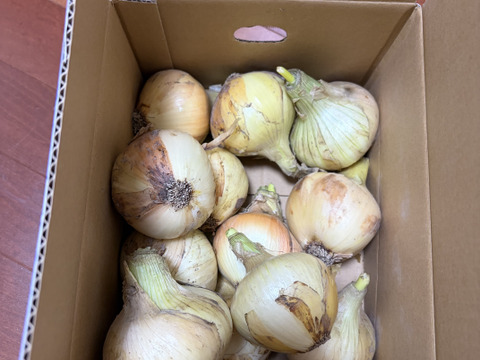お糖度９〜10度！! 甘い！！　淡路島スイートオニオン 新たまねぎ(2.5キロ)
