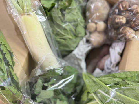 根っこ農園　自然風味お野菜セット