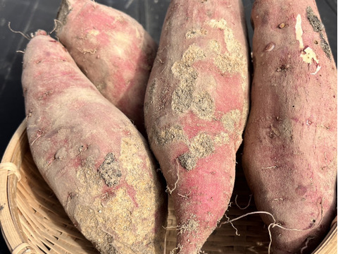 訳アリ！紅はるか土付き5㎏～