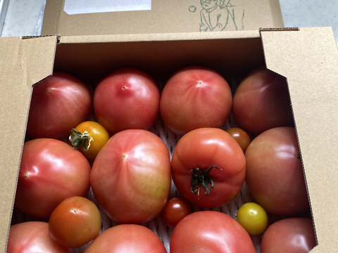 【 100％純トマト🍅】【雪ちゃんトマト】桃太郎トマト（2キロ箱満杯詰め）