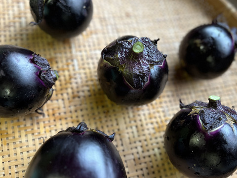 オーガニック加茂ナス・真黒茄子おまかせMIX🍆 5kg Organic