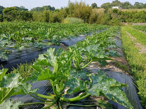 ズッキーニ3色セット