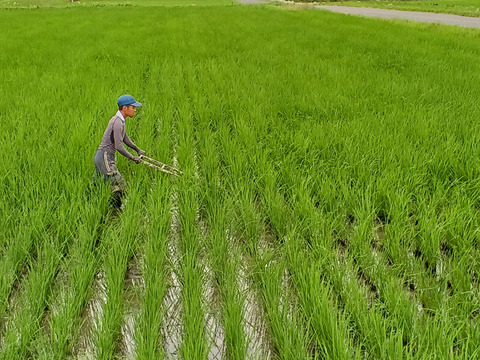 有機ＪＡＳコシヒカリ　５ｋｇ　農薬不使用「令和６年産」