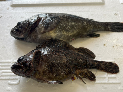 【青森県佐井村直送】おまかせ鮮魚ＢＯＸ　約３キロ