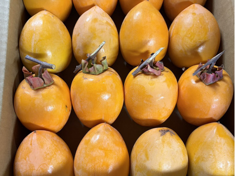 【送料500円引】干し柿用 愛宕柿(あたご柿)