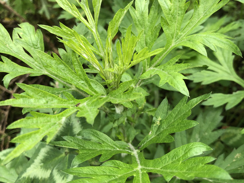 【旬の香味野菜セット】5月上旬まで自然農法栽培　パクチー200gとよもぎ200gセット　香りの良い美味しいパクチーと共に季節のお野菜山菜などサービスでお入れしてお届け致します