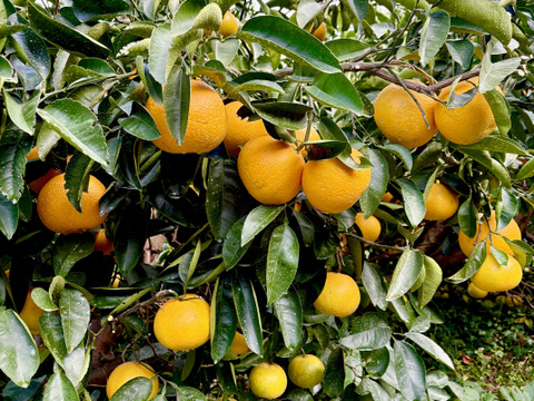 広島県原産　ご家庭用紅八朔5kg