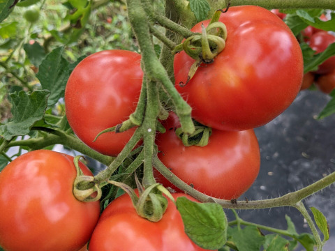 [自然栽培]無添加！甘い完熟トマトで作ったトマトソース(内容量260g)×10個　糖度13以上