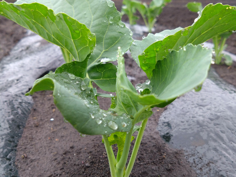 【予約販売】甘みと食感がやみつき！旬のスティックセニョールおうちごはん便！農家直送！那須高原産　１Ｋ