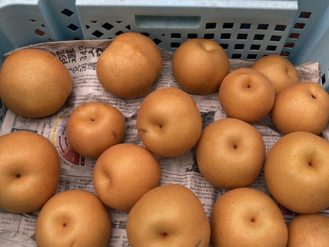 大和高原の梨　幸水5ｋｇ