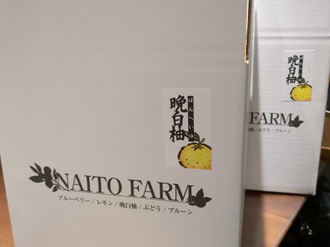 露地もの！岐阜県産『晩白柚』（ひと玉約1.5kg）