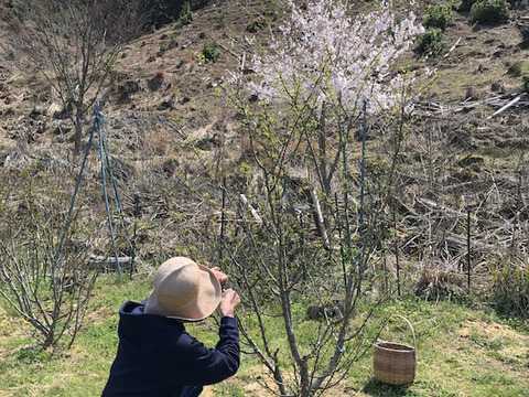 【予約商品/キャンセル不可】そこはかとない気品ある香り！花山椒50g （美山産 栽培期間中農薬不使用）