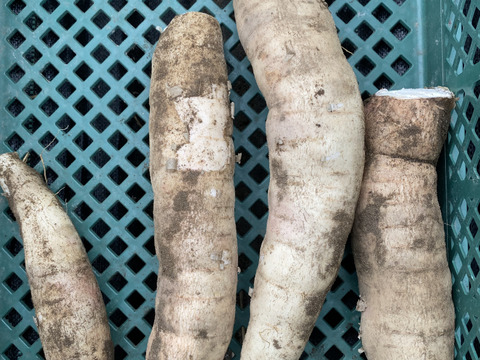 5kg キャッサバ芋 甘味種【赤穂産】：兵庫県産のキャッサバ