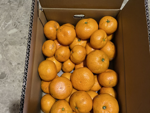 【訳あり】濃厚なコクと酸味がおいしい！有田みかん★早生★自家製堆肥栽培★定番5kg★和歌山★