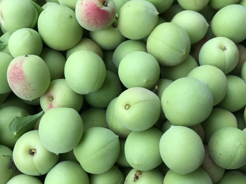 梅　2kg   自然栽培　産地直送