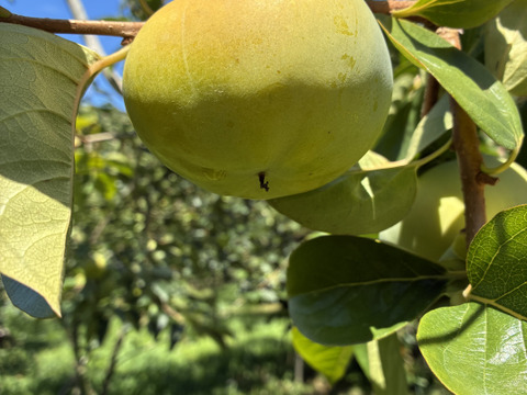 太秋柿家庭用3.5キロ箱満杯詰め