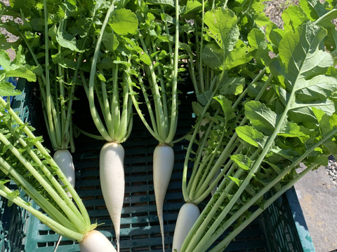 葉付き大根2kgと銀杏1kgのセット