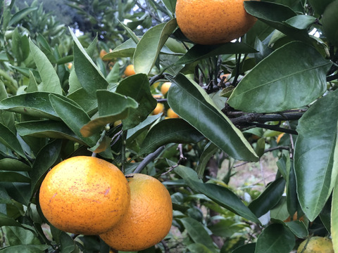 熊本発農薬不使用🍊  5kg 宮川.原口早生　サイズフリー『朝市限定』（約35個前後入）