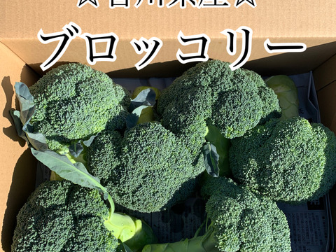 【 期間限定 】今が旬☆甘みたっぷりまるごと食べられる！香川県産ブロッコリー 3kg
